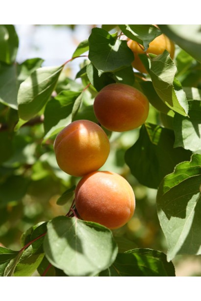 Абрикос Меджик Кот ранній сорт